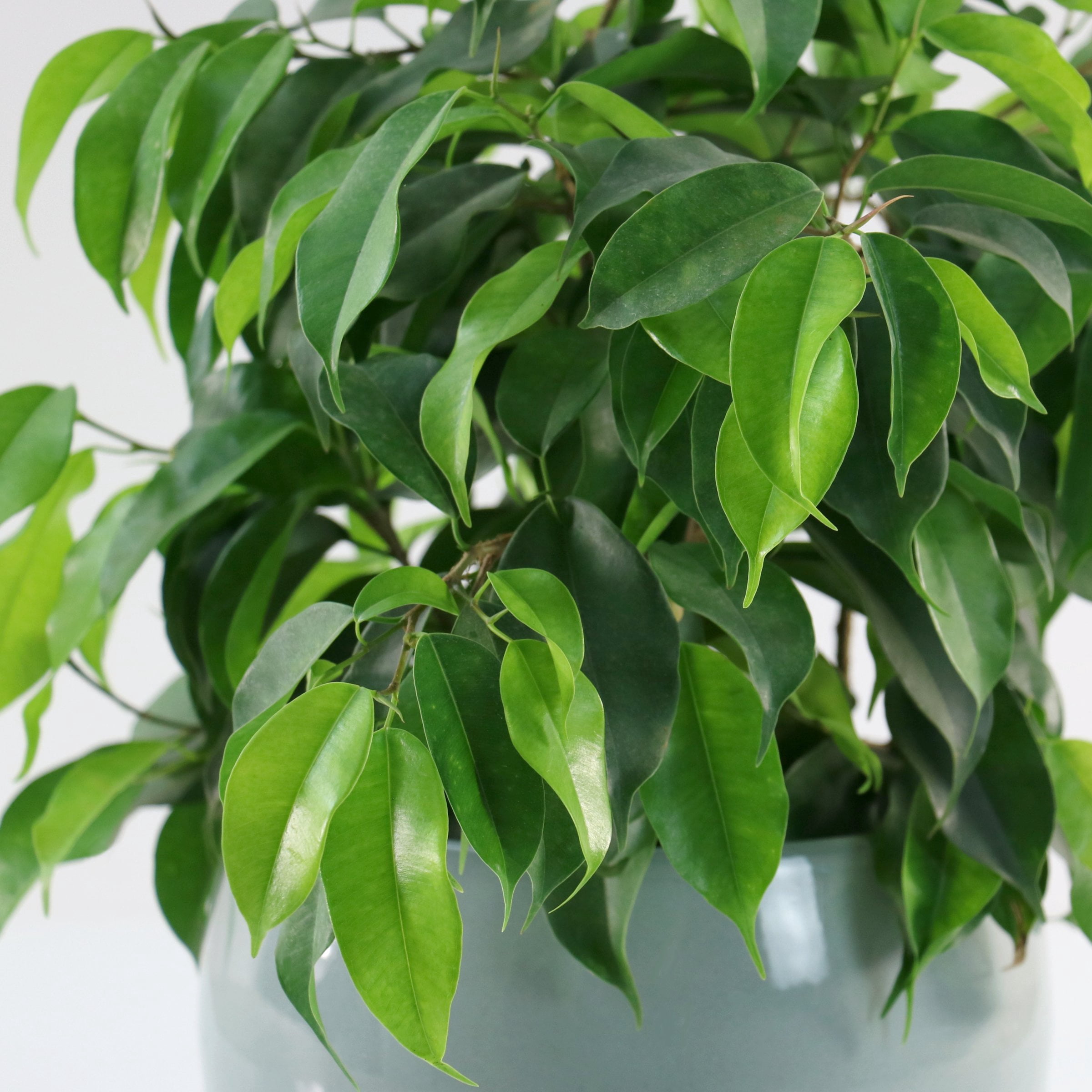 6 in. Ficus Spire Plant in Grower Container