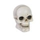 thumbnail image 1 of Skull Head with LED Light Up Glowing Eyes Resin Human Skull Sculpture Night Light Horror Party Decoration for Halloween Party, 1 of 3