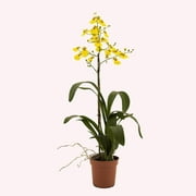American Plant Exchange Orchid Oncidium, Dancing-Lady, 4-Inch Pot, Yellow Flowering Houseplant, Water Once Per Week