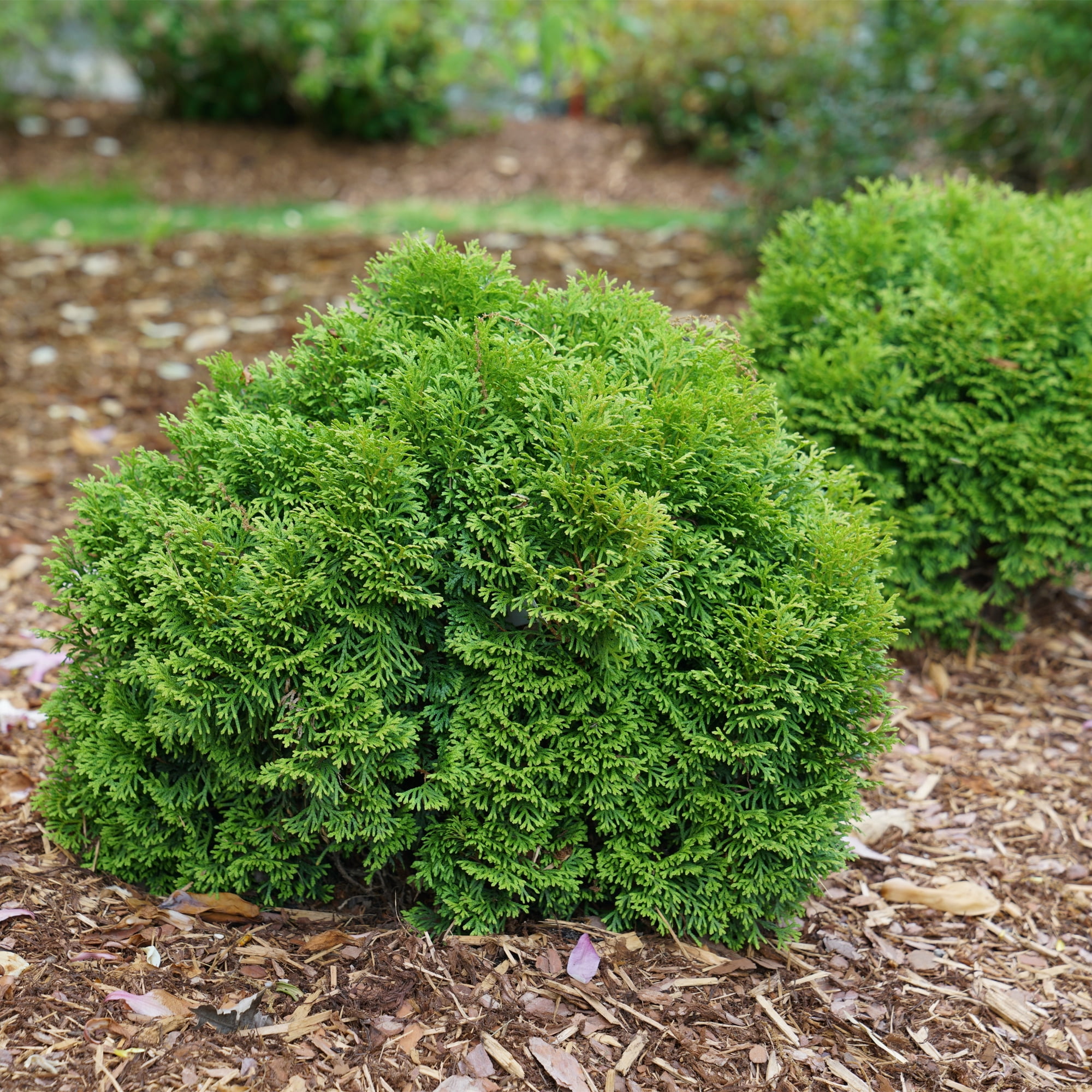Proven Winners ColorChoice Tater Tot Arborvitae Live Shrub (2 Gallon)
