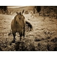 thumbnail image 1 of Don't Fence Me In - CANVAS OR FINE PRINT WALL ART PRINT, 1 of 1