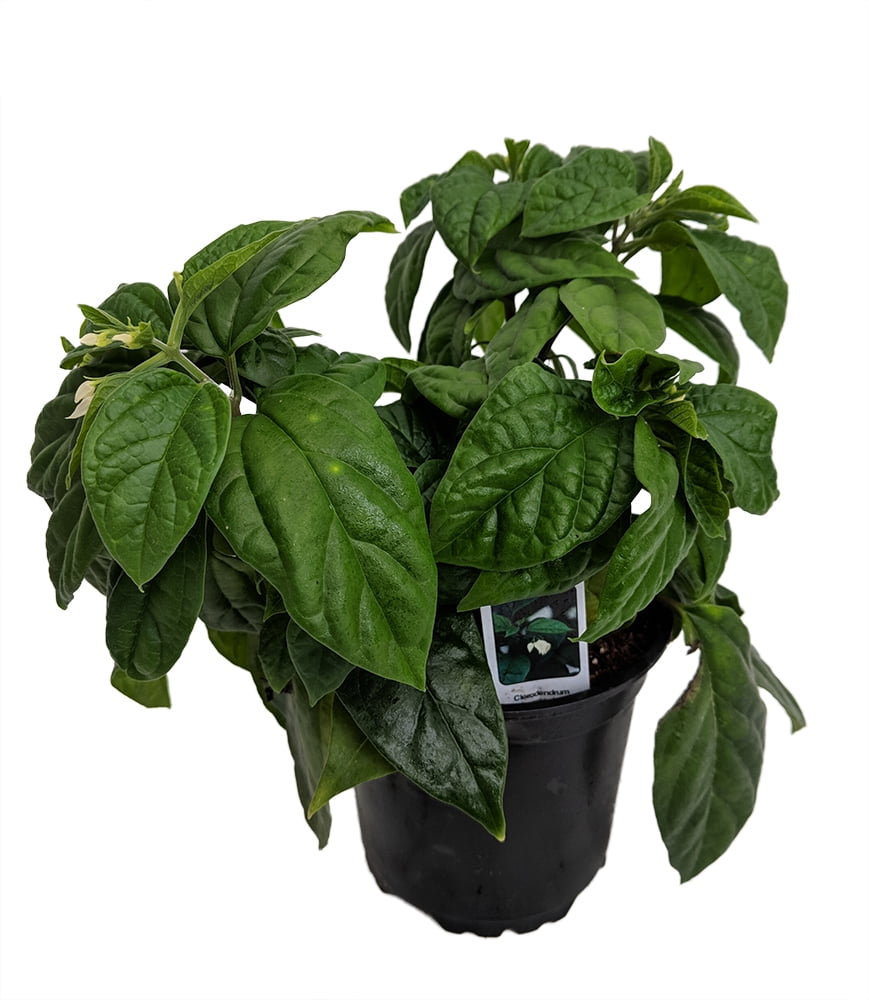 White & Red Bleeding Heart Vine Plant - Clerodendrum - Indoors/Out - 4" Pot