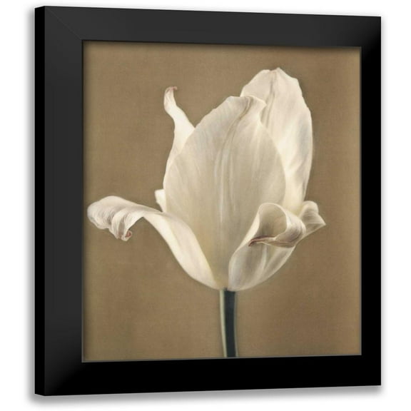 Melious, Amy 12x14 Black Modern Framed Museum Art Print Titled - Lumiere Tulip II