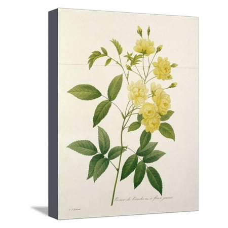 Rosa Banksiae Bankss Rose From Choix Des Plus Belles Fleurs 1827 Stretched Canvas Print Wall Art By Pierre Joseph Redouté