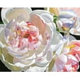 thumbnail image 2 of Montana, Enzo 18x15 White Modern Wood Framed Museum Art Print Titled - Best Of My Love, 2 of 4