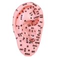 thumbnail image 4 of Bothyi Human Ear Acupoint Massage Practice Tool,Highly Simulated,Soft PVC,Props,Auricular Model Ear Teaching Model for Massaging SPA, 4 of 7
