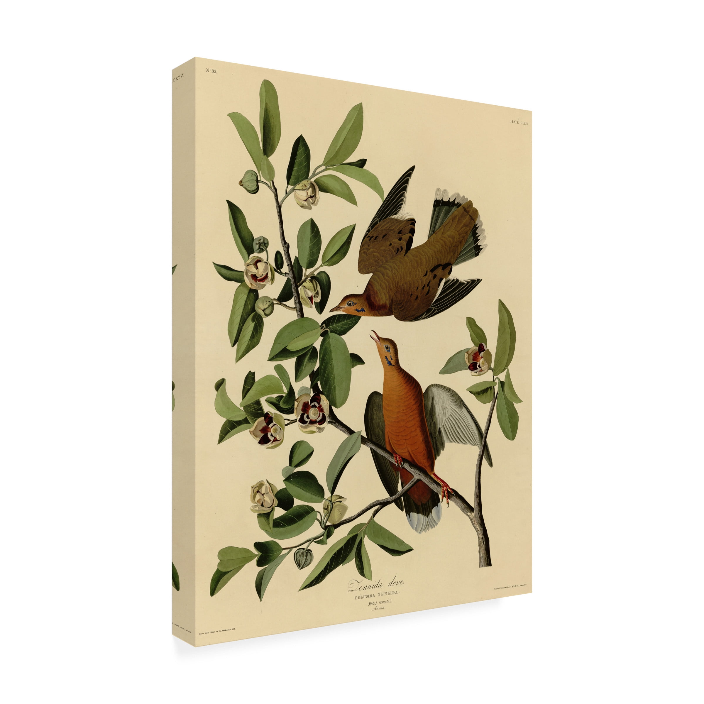 Audubon 'Zenaida Dovesplate 162' Canvas Art