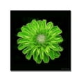 thumbnail image 2 of Trademark Art "Green Zinnia" Canvas Art by Kathie McCurdy, 2 of 4