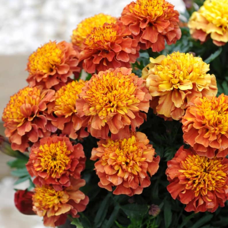 25 Marigold Strawberry Blonde Seeds - Edible, Open-Pollinating, Drought and Cold, Dwarf Variety, Plant in Spring After Frost