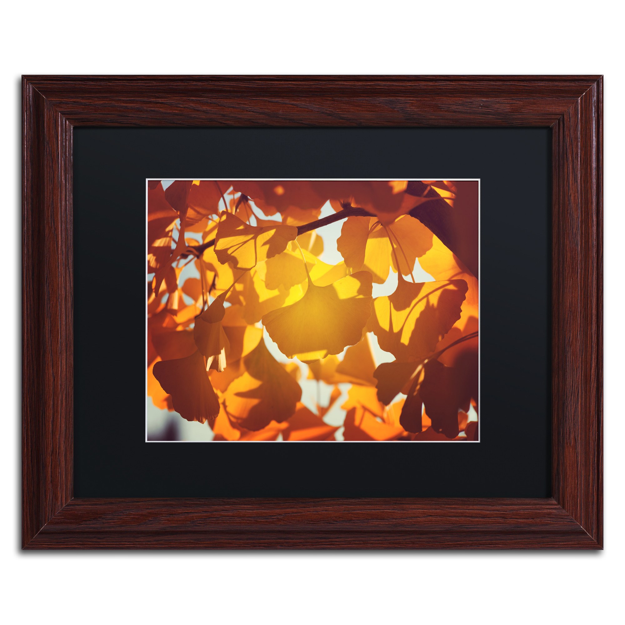 Trademark Fine Art "Ginkgo Leaves" Canvas Art by Philippe Sainte-Laudy Black Matte, Wood Frame