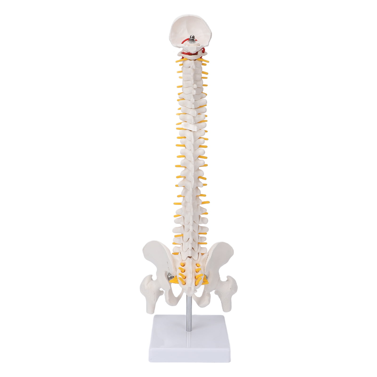 Flexible Spinal Model with Nerves for Science Trinidad and Tobago | Ubuy