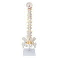 thumbnail image 3 of Modelo De Columna Vertebral, Modelo De Columna Vertebral Flexible De Visualización Perfecta Con Base Para La Enseñanza De Ciencias En El Aula Ccdes Spinal Model, 3 of 8