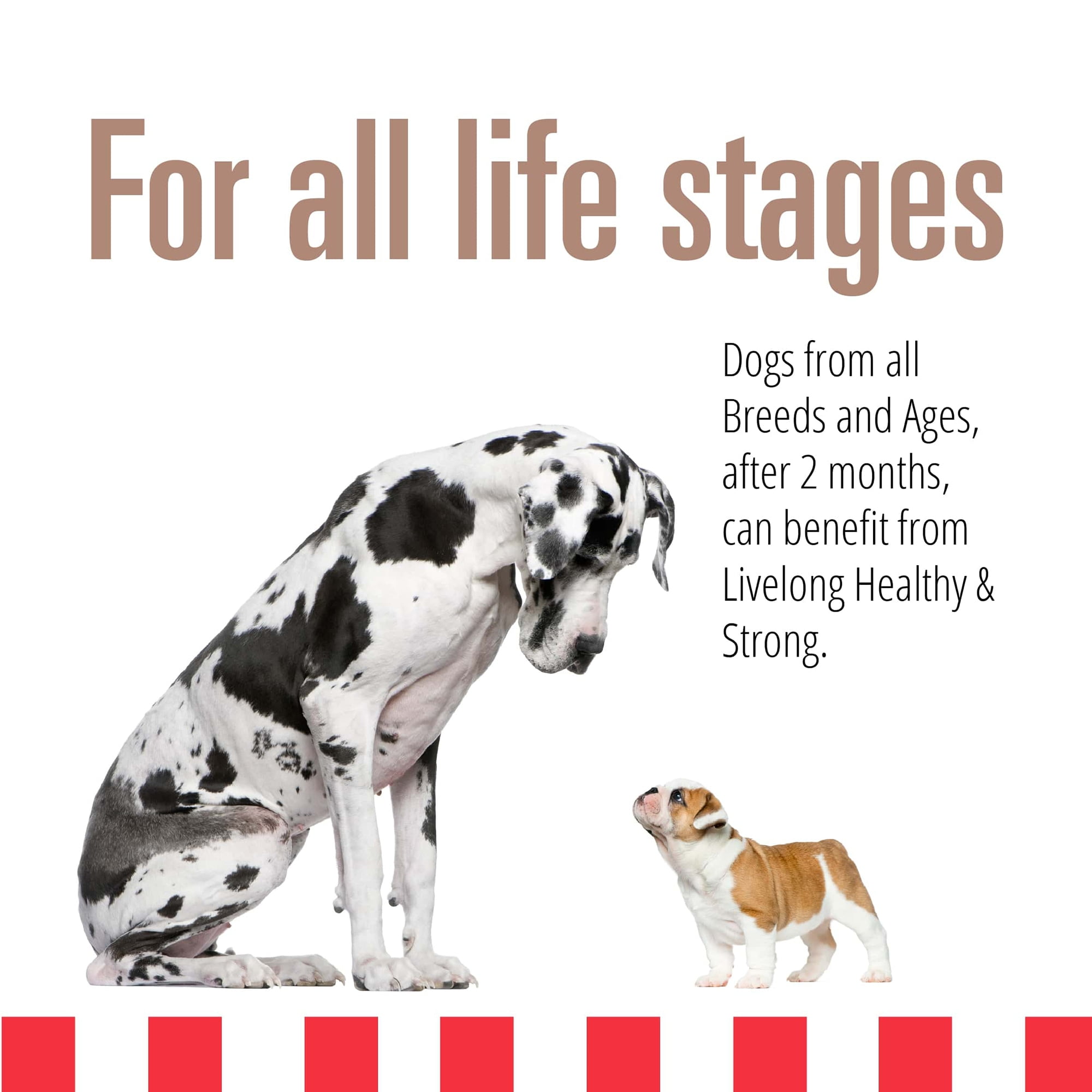 Livelong Healthy & Strong: 12 Pack: Pork & Sweet Potato Recipe - 12.5oz Cans, Wet Dog Food, High Protein, All Natural, No Preservatives,
