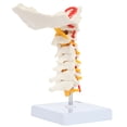 thumbnail image 6 of Axis Scientific Cervical Spine Model with Spinal Nerves and Arteries | Vertebrae Model Shows Bony Landmarks of the Cervical Spine and Has Occipital Bone | Comes on Base | 3-Year Warranty, 6 of 13