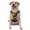 With Accessories, variant on Vsdgher Elegant Gold Leaf Peacock Pattern Dog Harness,No Pull Pet Harness with Soft Padded Handle,Adjustable Reflective Vest with 2 Buckles,4 Slide Buckles,S-XL Small