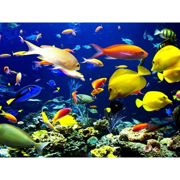 Ocean Fish Swimming Edible Icing Image for 1/4 sheet cake