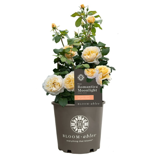 Pergola Climbing Roses