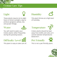 thumbnail image 5 of Croton Mammy Live Plant for Indoor | Different Houseplants in 3'' Pot | Real House Plant for Living Room, Office, Desk & Bathroom | Codiaeum | Mammy, 5 of 6