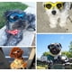 thumbnail image 5 of Gafas para mascotas Gafas para perros Gafas plegables para mascotas Azul, 5 of 5