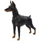 thumbnail image 1 of 1pc Doberman Model Simulation Lifelike Static Dog Animal Statue Figurine Desktop Adornment (Black), 1 of 4
