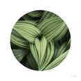 thumbnail image 3 of Majchrowicz, Alan 15x15 Black Modern Framed Museum Art Print Titled - Corn Lily Circle II, 3 of 5