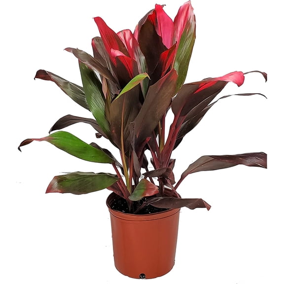 Tropical Plants of Florida 26" to 33" Hawaiian Ti Cordyline Red Sister Plant; Medium to Bright Light, Foliage Plant