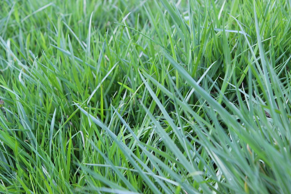 Rush Grass / 6 blue dart rush seeds JUNCUS BLUE DART color grass
