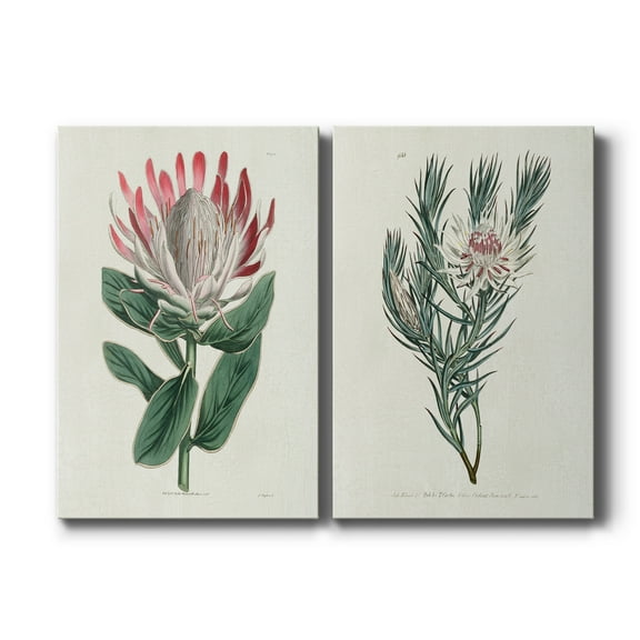 Protea N13 Premium Gallery Wrapped Canvas - Ready to Hang - Set of 2 - 8 x 12 Each
