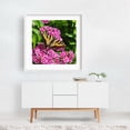thumbnail image 2 of Washington Tiger Swallowtail Butterfly Rests Blooms - Ocean Shores Washington Photography Butterfly Flowers Floral Nature Garden Wildlife Insect White Framed Wall Art Print 12 x 12 inches, 2 of 3