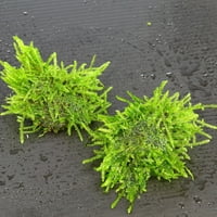 fish tank plants walmart