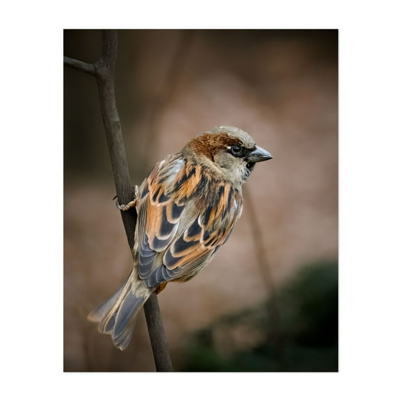 Perched House Sparrow - Manhattan New York Photography Bird Wildlife Nature Animal Woodland Autumn Scenic Unframed Wall Art Print 8 x 10 inches