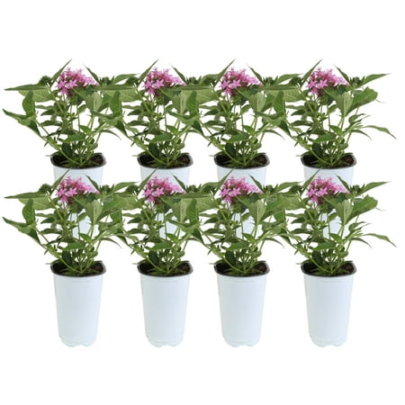 13.5in. Tall Purple Pentas; Full Sun Outdoors Plant in 4.5in. Grower Pot, 8-Pack