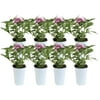 13.5in. Tall Purple Pentas; Full Sun Outdoors Plant in 4.5in. Grower Pot, 8-Pack