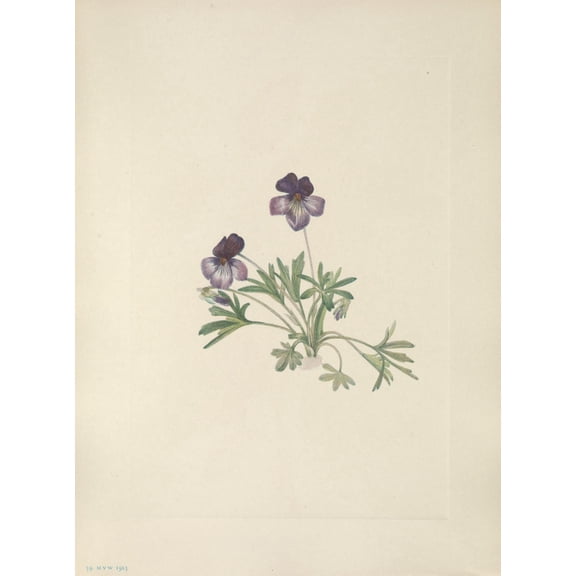 N American Wild Flowers 1925 Birdsfoot Violet Canvas Art - Mary V Walcott (18 x 24)
