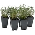 thumbnail image 5 of Lemon Thyme, 6-Pack, Live Plants (Thymus Citriodorus) – Aromatic Perennial Herb, Thriving in 2.5" Nursery Cubes, 5 of 7