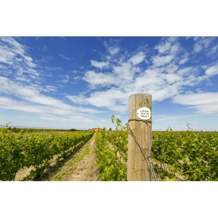 - Cabernet Sauvignon Vineyards, Pepper Bridge Winery, Washington, USA Print Wall Art By Richard Duval