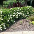 thumbnail image 3 of Expert Gardener August Beauty Gardenia (2.5 Gallon) White Blooming Evergreen Shrub - Full Sun Live Outdoor Plant, 3 of 6