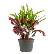 Costa Farms 12-16" Tall Croton Mamey, Bright Direct Sunlight, Indoor Live House Plants, Grow Pot