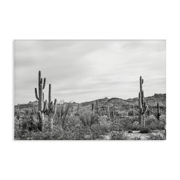 Stupell Industries Sonoran Desert Wonderland Landscape & Nature Photography Wrapped Canvas Art Print Wall Art, 24 x 16