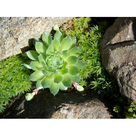 Amare Wall - Framed Art For Your Wall Stone Garden Stonecrop Plant Spring Nature Agave 10x13 Frame