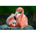 thumbnail image 2 of Ortega, Xavier 32x23 White Modern Wood Framed Museum Art Print Titled - Mom Flamingo With Chick, 2 of 4