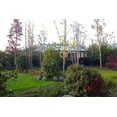 thumbnail image 2 of Janssens Retro Royal Victorian 19'11" x 12'7" x 9' Glass Greenhouse, 2 of 3