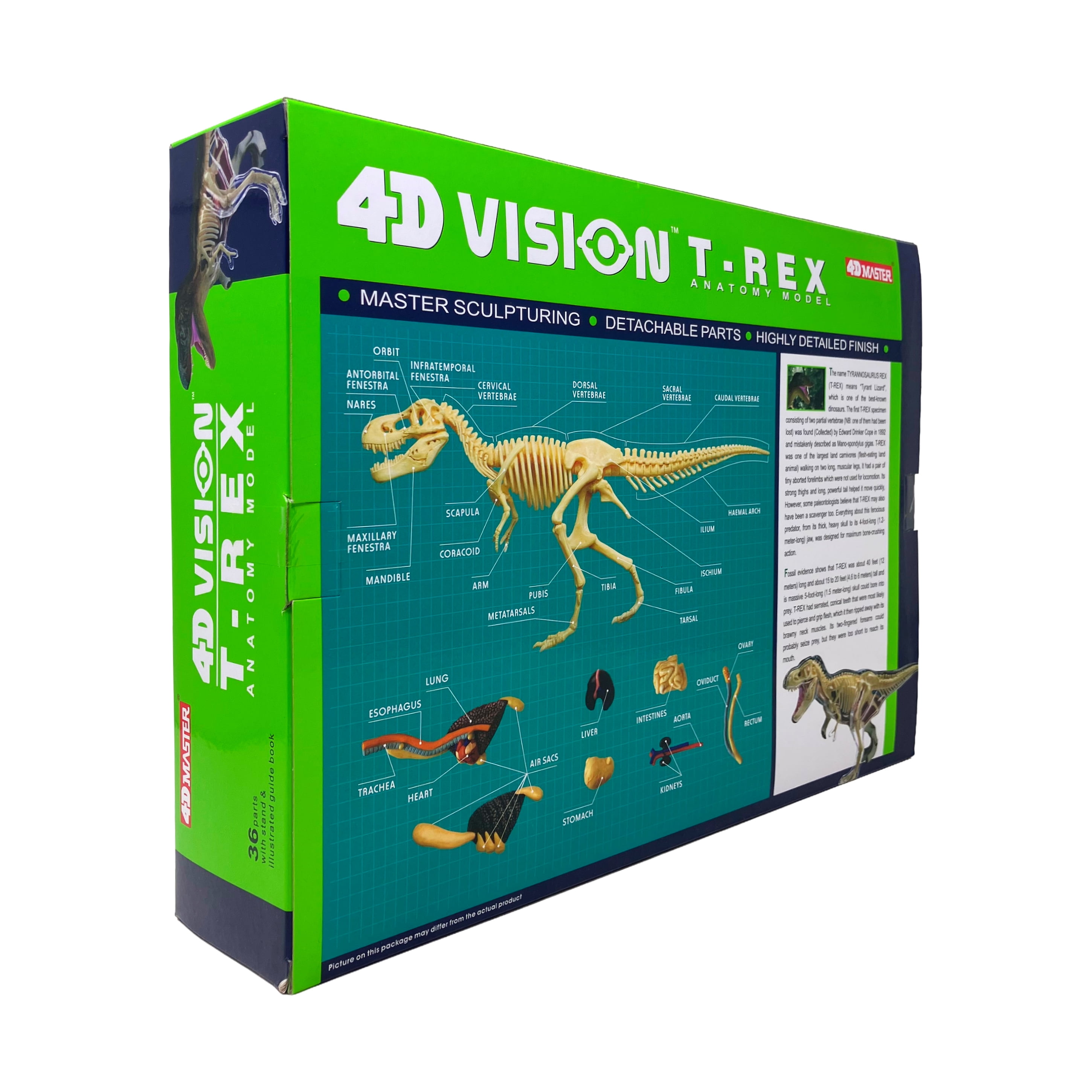 4D Master 4D Vision T-Rex Anatomy Model