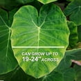 Garden State Bulb Colocasia Esculenta Elephant Ear Bulbs, 7/9 inches