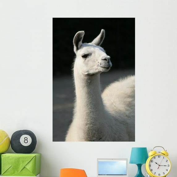White Llama Wall Mural by Wallmonkeys Peel and Stick Graphic (48 in H x 32 in W) WM256761