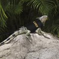 thumbnail image 5 of Bearded Dragon Leash and Harness Set, Escape Prevention Bearded Dragon, 5 of 5