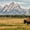 Bull Bison In Grand Teton, variant on Elephant Stock Bull Bison In Grand Teton Wall Art - Horizontal Canvas Wall Art - Living Room Wall Decor - Animal Canvas - Blue And Green Decor - 12" x 8"