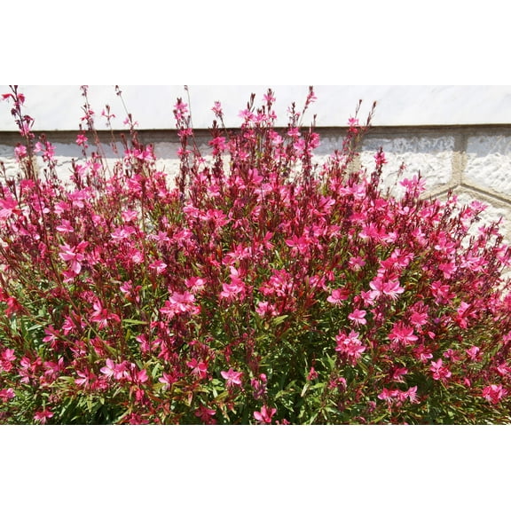 100 Pink GAURA WHIRLING BUTTERFLIES Gaura Biennis Flower Seeds