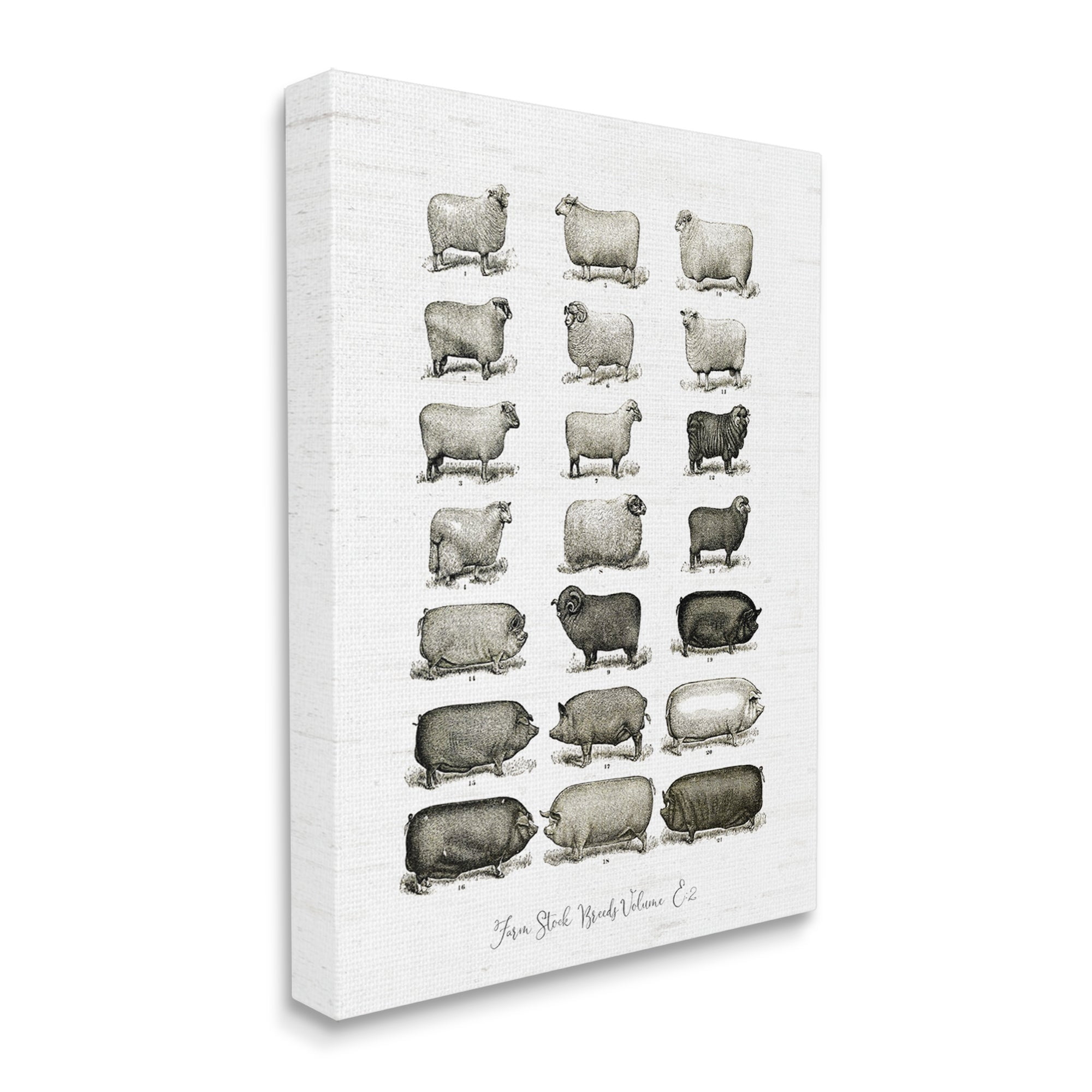Stupell Industries Farm Animal Breeds Pigs Sheep Diagram Chart Graphic Art Gallery Wrapped Canvas Print Wall Art, Design by Lettered and Lined