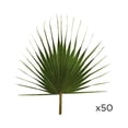 thumbnail image 2 of Vickerman 23-31" W Green Palm - Washingtonia - 50 pieces per Case, Preserved, 2 of 2